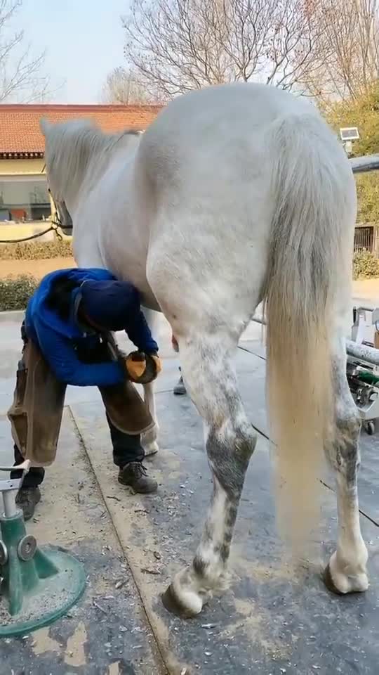 今天给马儿修一下蹄子这可是个技术活啊