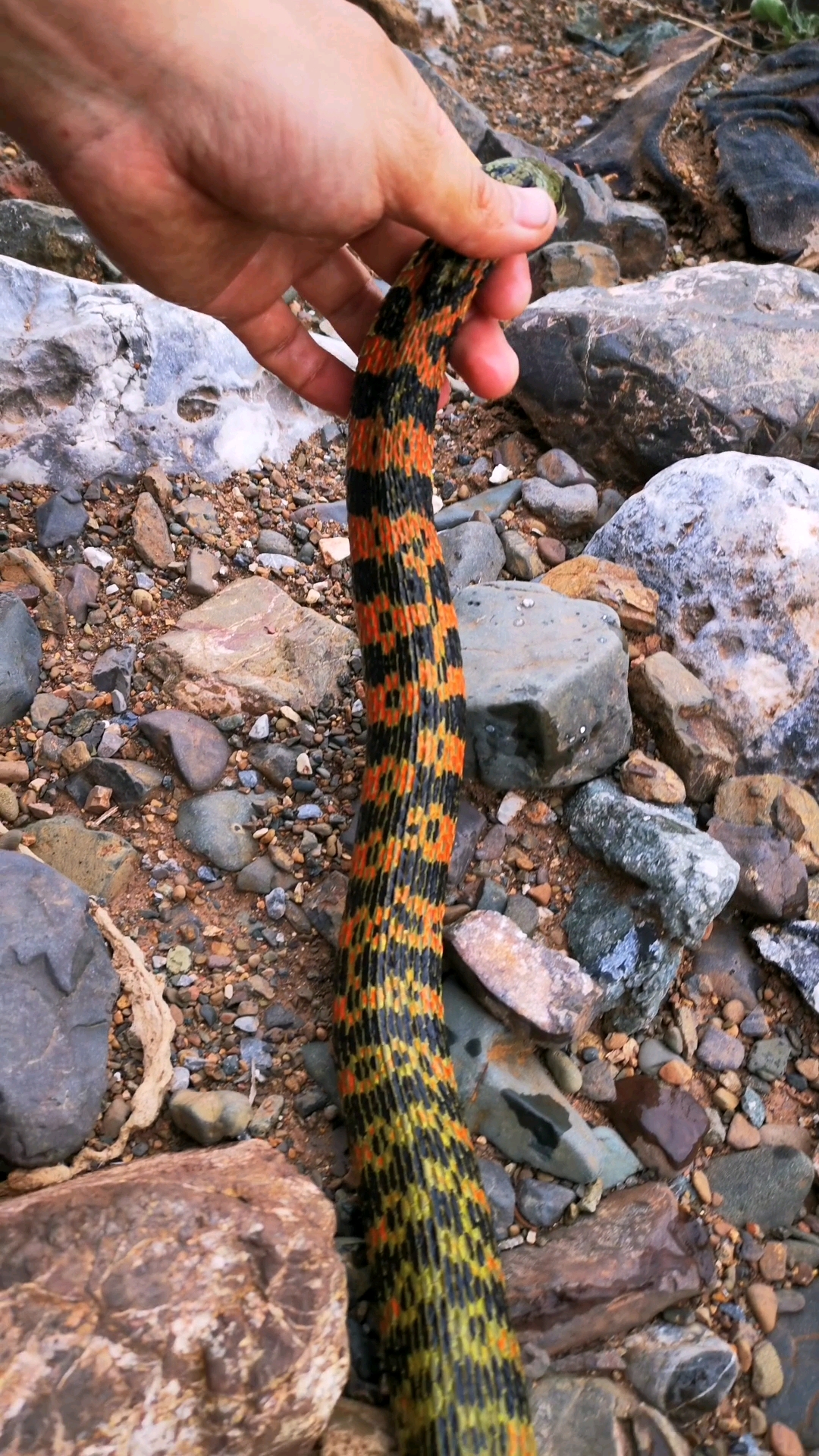 虎斑颈槽蛇,野生保护动物,了解一下,放归自然!