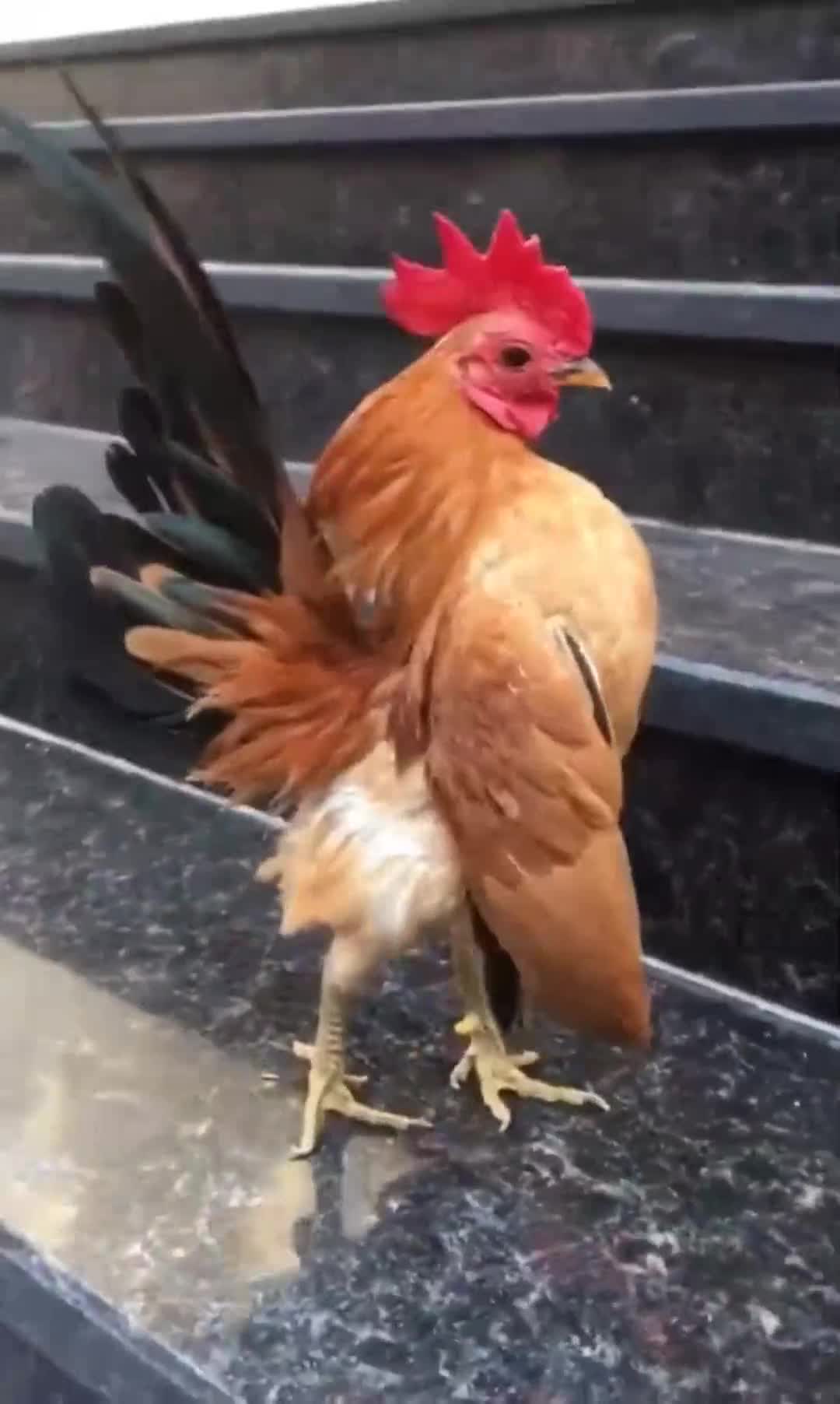 这是我见过最帅气鸡昂首挺胸自信鸡