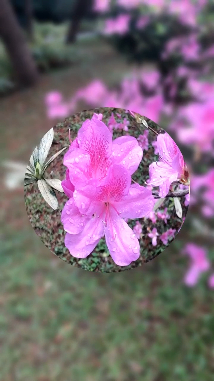 清新的花香,吹尽一身的疲惫,心情怡然.