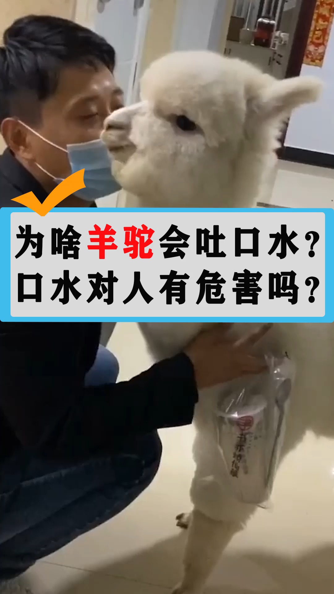 为啥羊驼会吐口水口水对人有危害吗