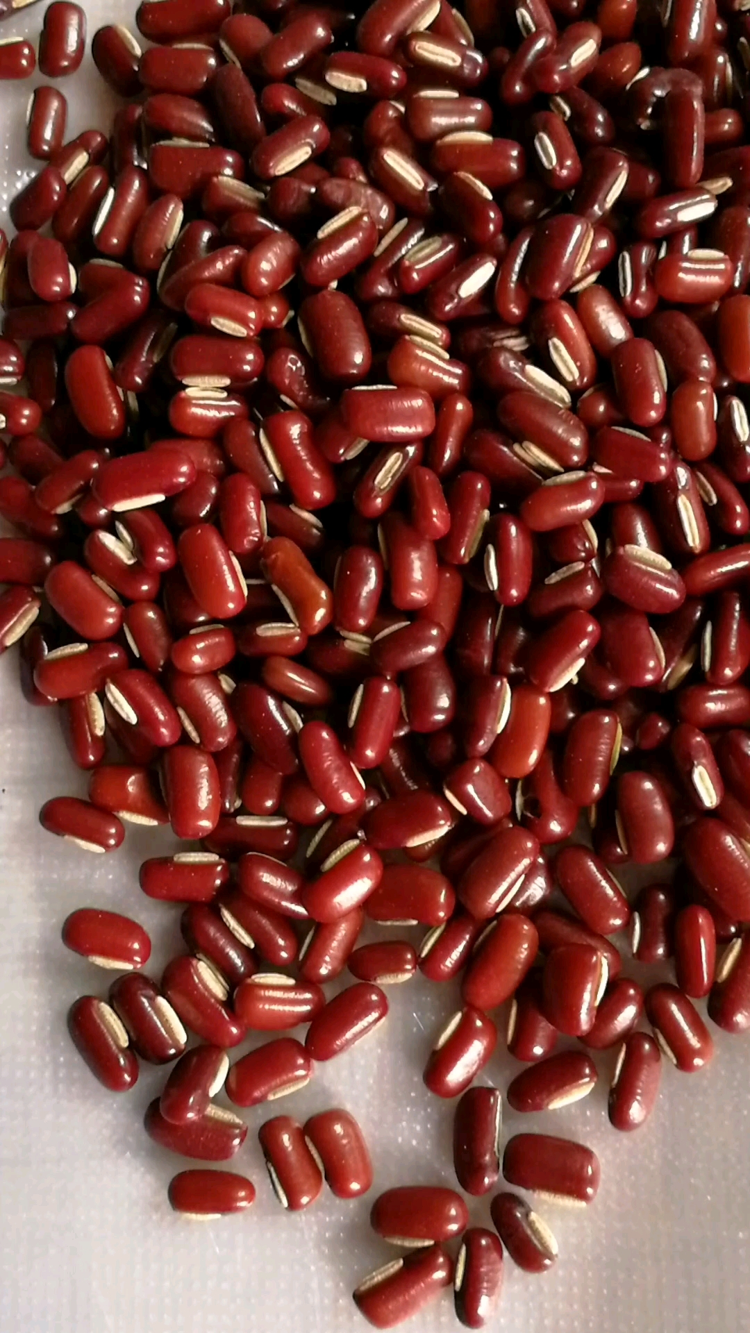 东北杂粮～赤豆