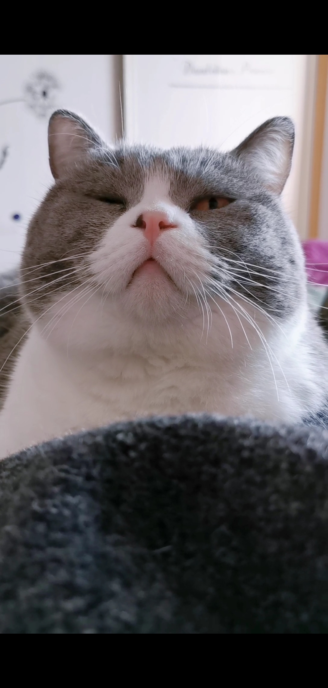 搞笑萌宠#完蛋了,佛爷是个记仇的小猫咪