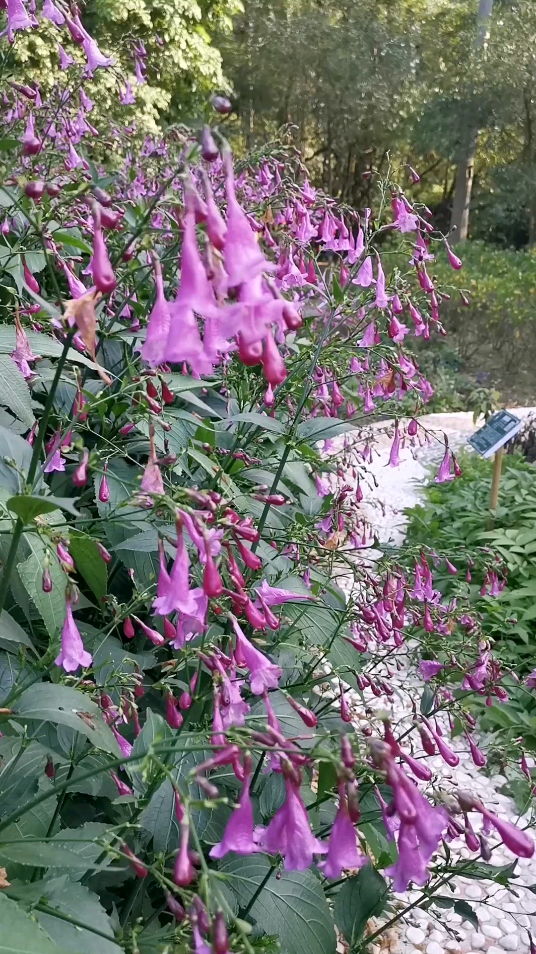 爵床科叉花草,全草药用,捣敷或捣汁涂于患处,用于跌打肿痛,疥疮瘙痒.