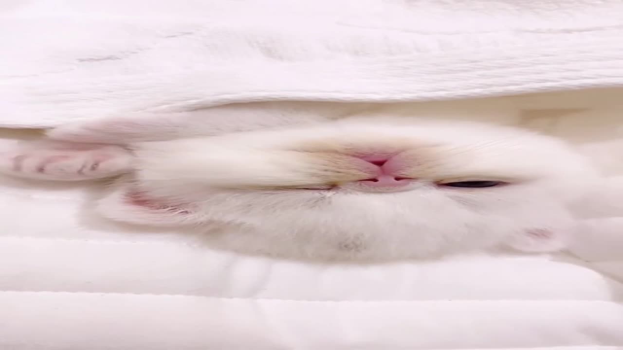 面无表情的假装睡觉,都是装的,太可爱了!