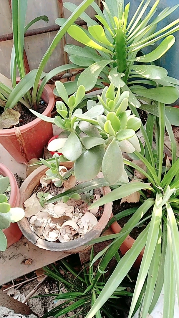 今天我拍的是果肉花