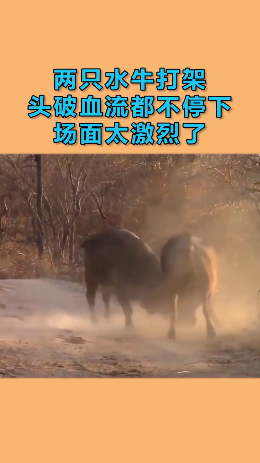动物世界#两只水牛打架,头破血流都不停下,场面太激烈了