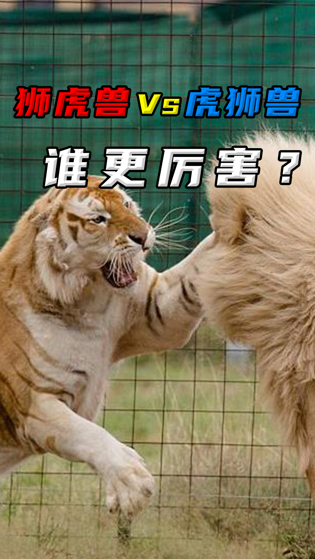 如果虎狮兽和狮虎兽相遇谁更厉害?