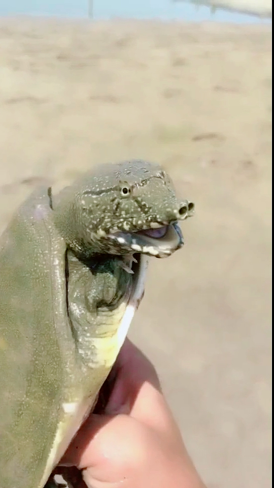 #甲鱼表情#被我踩到了,挖出来洗干净,好呆萌