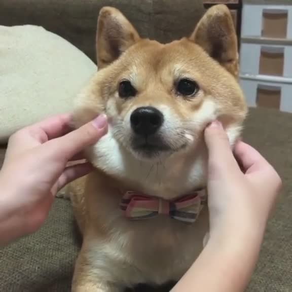 柴犬狗捏脸萌宠柴柴的脸有三角形变成椭圆形