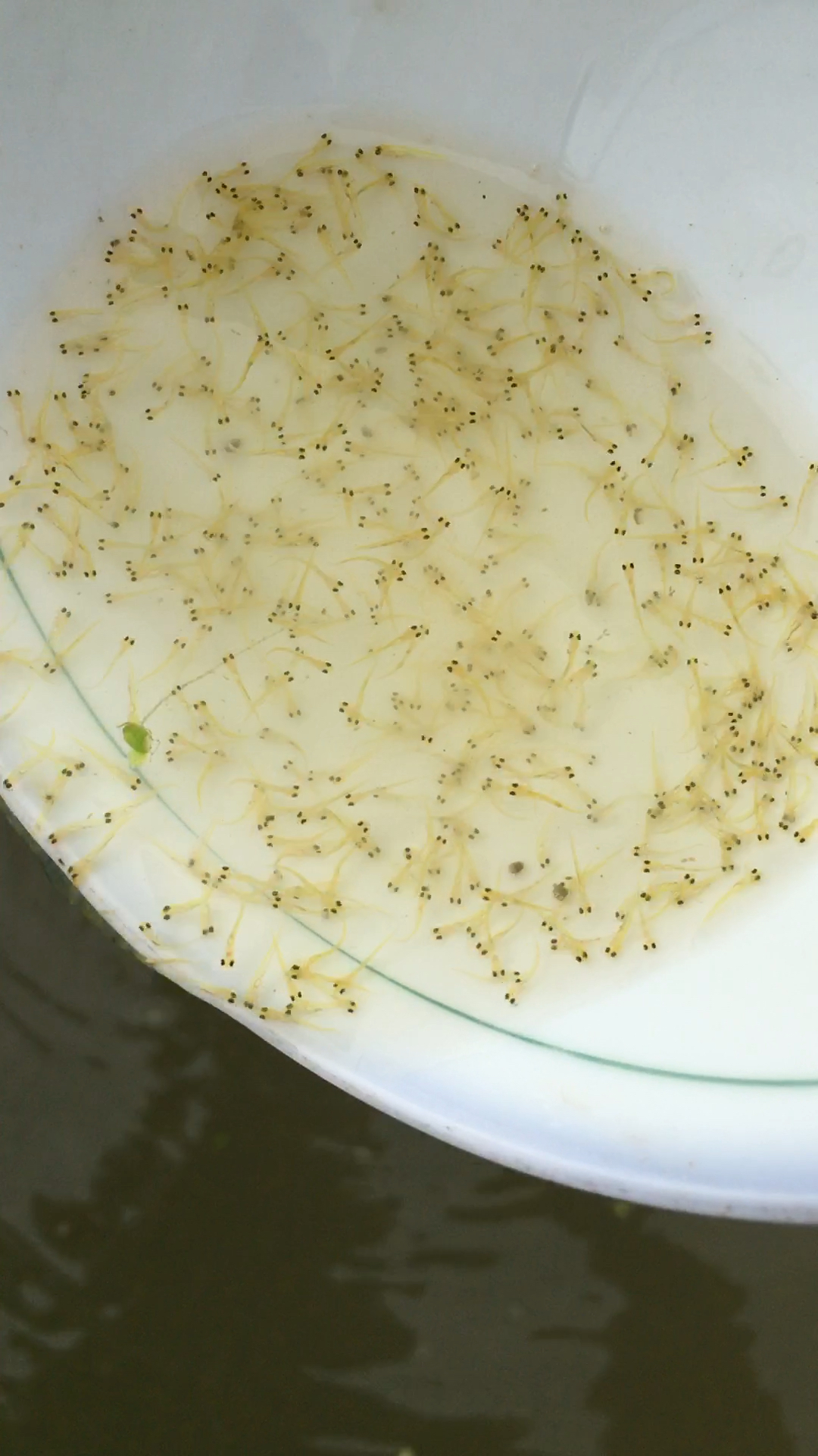 小鱼苗,这是红鲤鱼的鱼苗