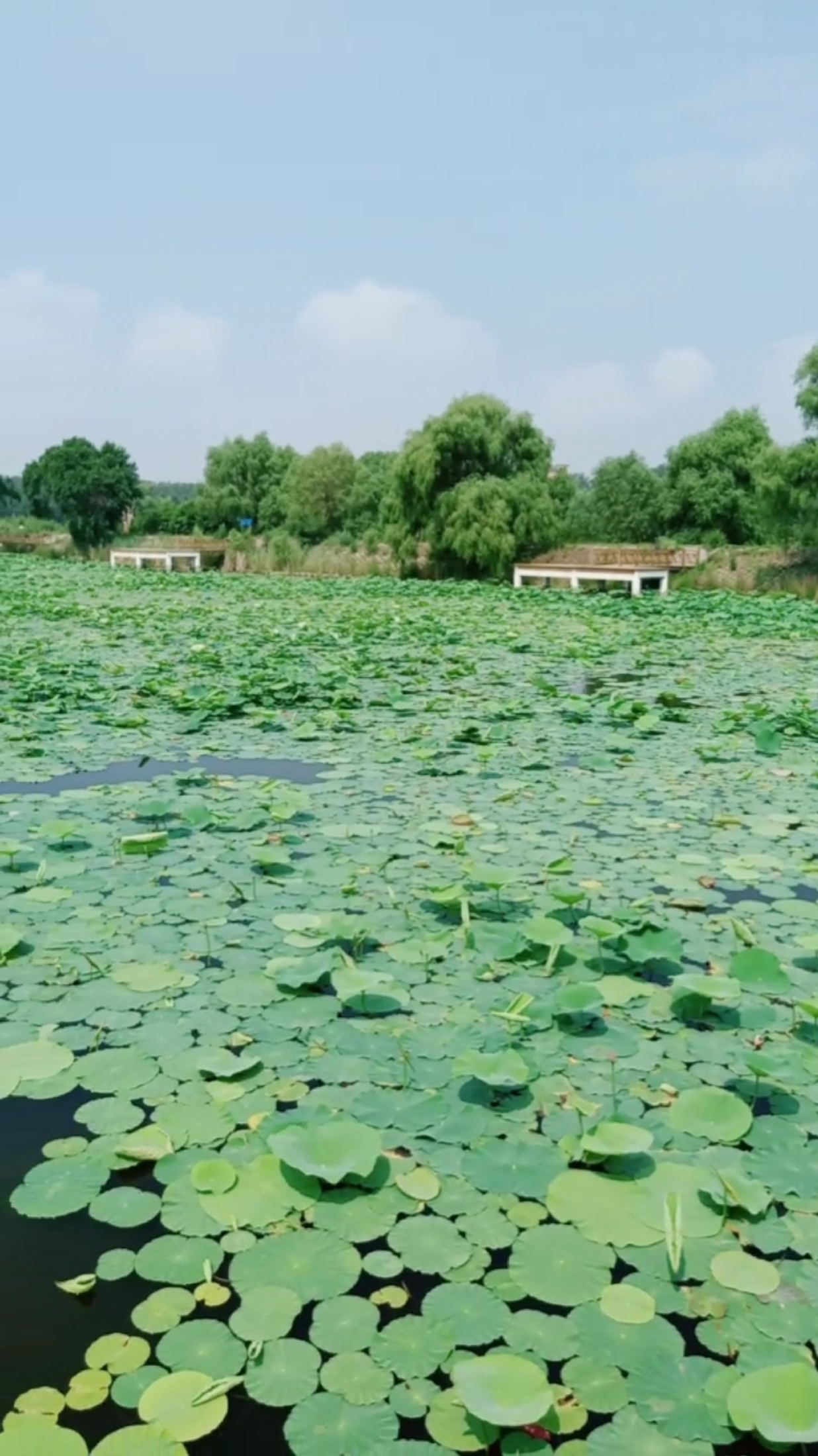 这是一个非常美的旅游胜地,闫家岗荷花湖,喜欢的请点赞.