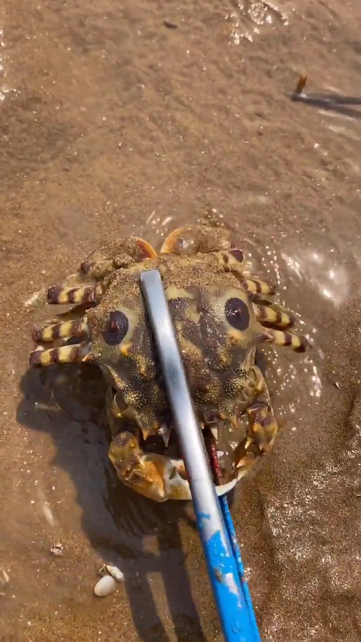 鬼面螃蟹 上面的这两个眼睛 最为可怕