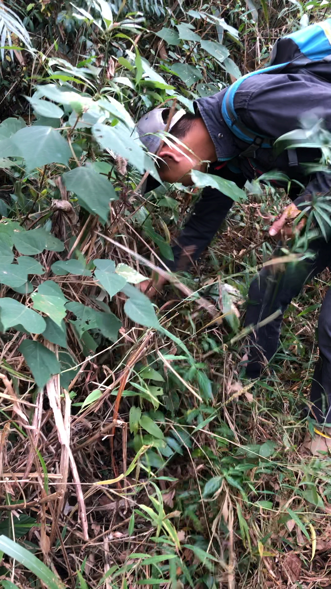 上山采药看到一颗特别香的竹叶牛奶树,带回来煲汤做菜吃