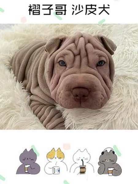 褶子哥沙皮犬沙皮狗丑萌丑萌犬