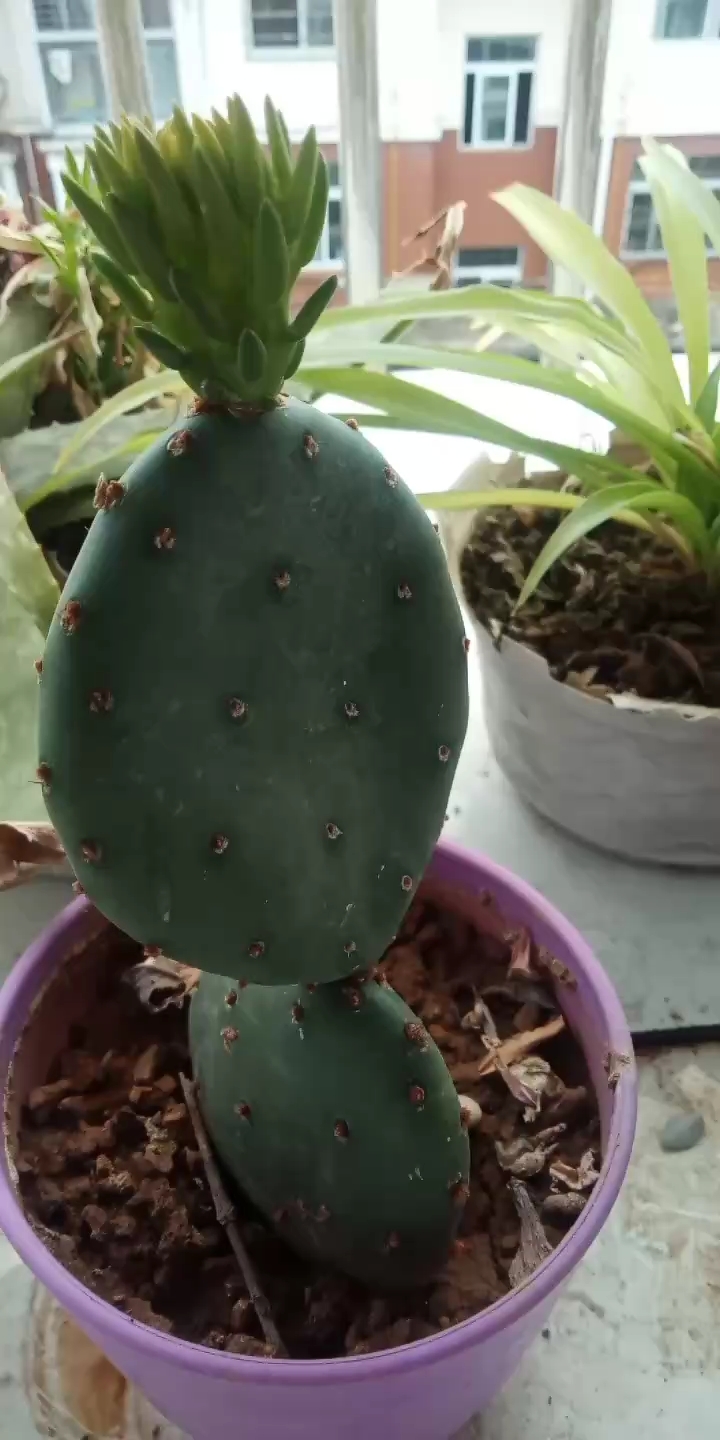 仙人掌发芽了,太漂亮咯