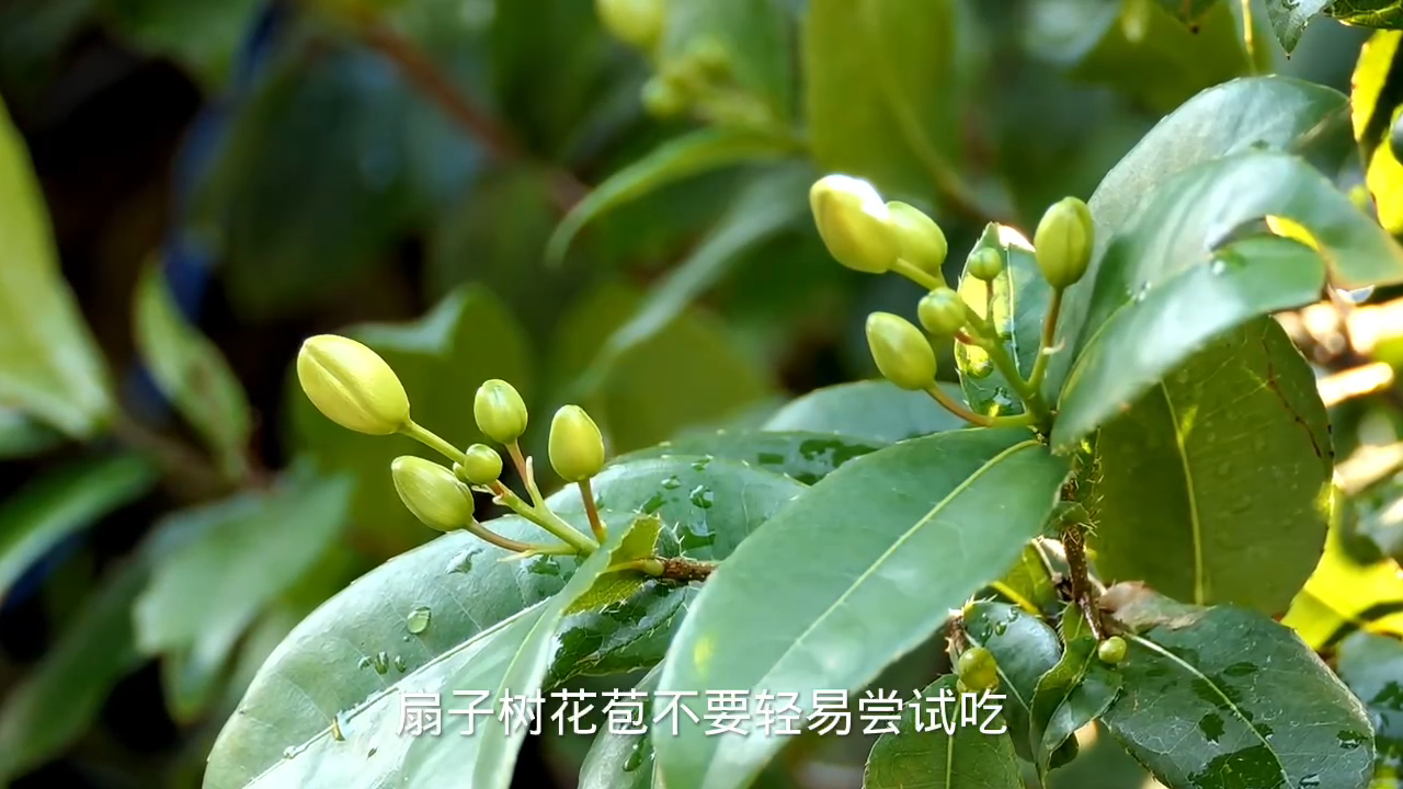 扇子树花苞怎么吃?