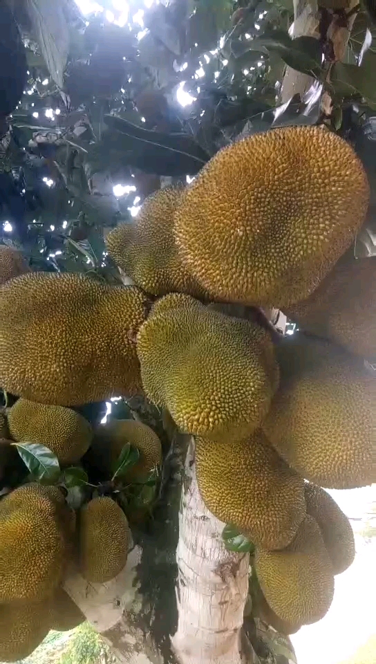 云南榴莲就是长的好好哦!