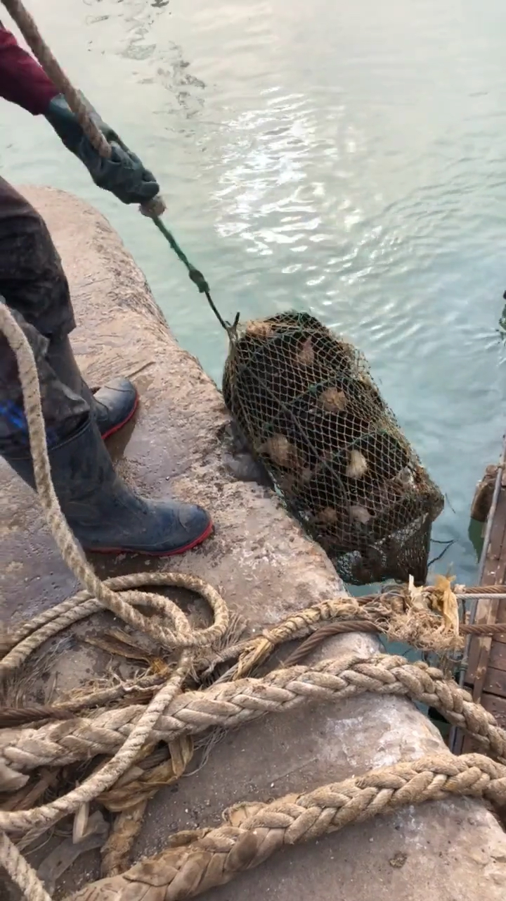 海螺是这样的养殖的