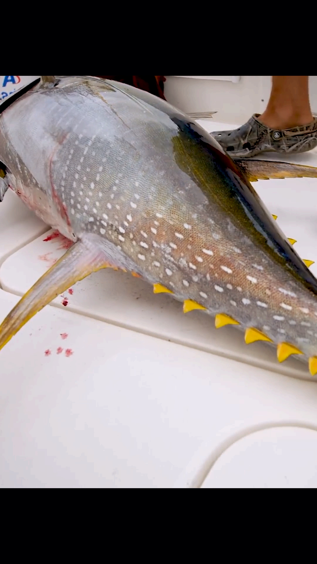 超大的黄鳍金枪鱼,对耐力真是考验