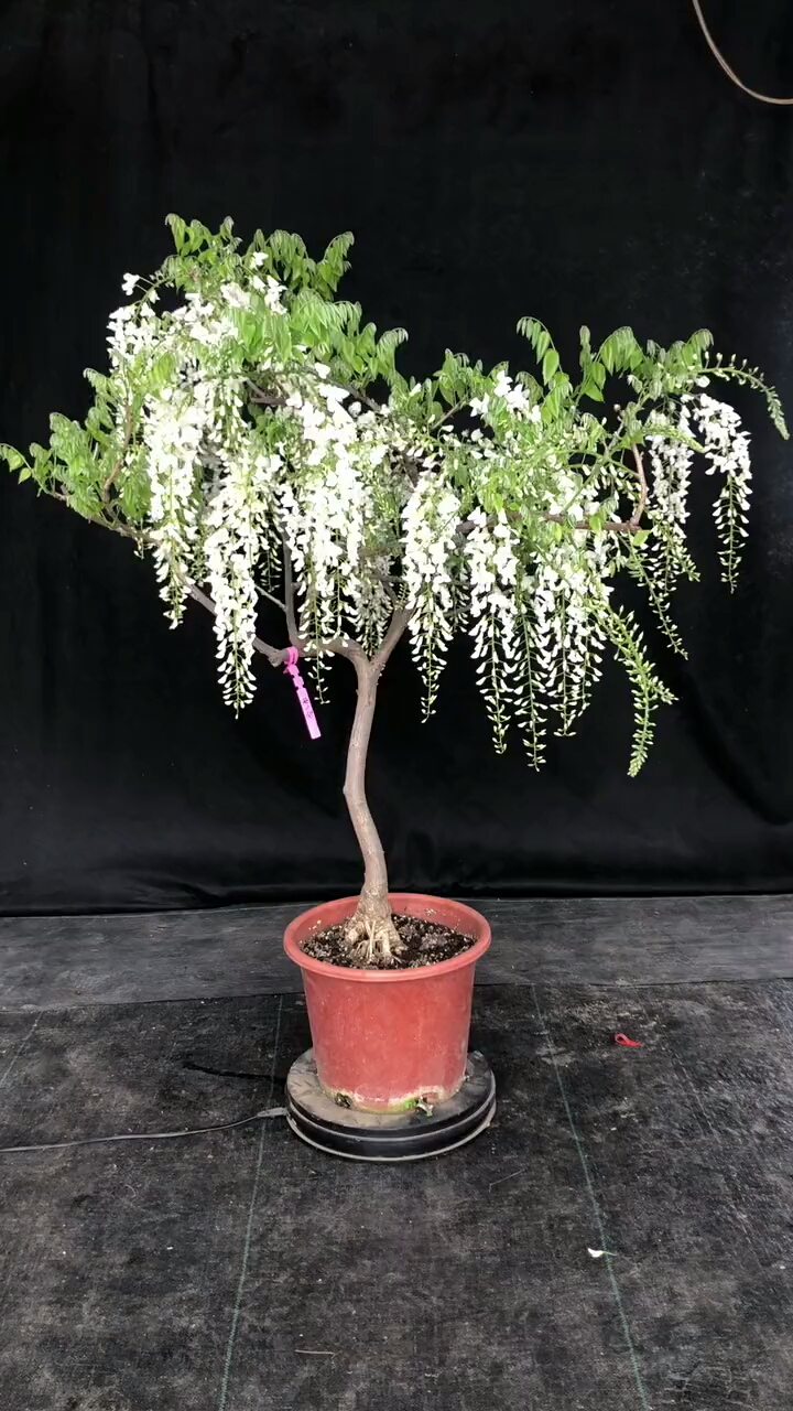 老乡门看看这像不像槐树花