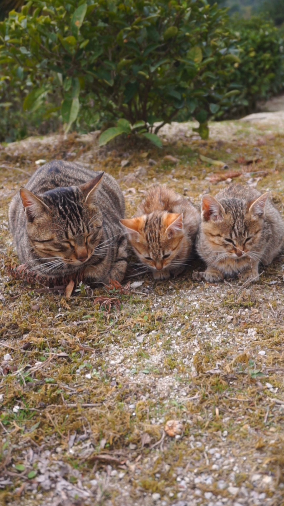 狸花猫#一起揣手手睡觉