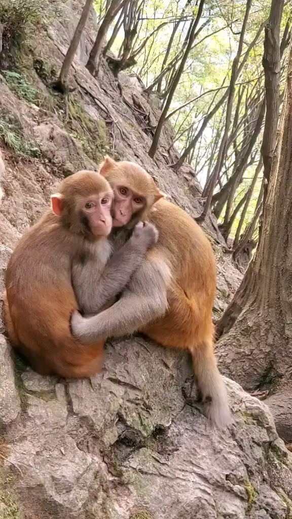 国货也很潮#多么幸福,多恩爱一对互相拥抱一起好温暖啊