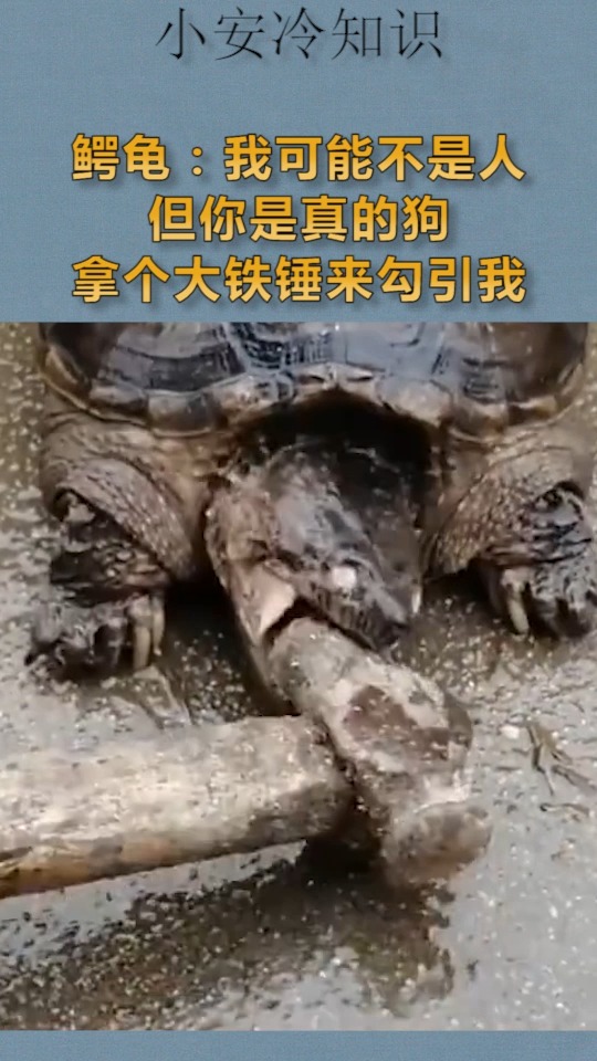 我要上热门#鳄龟:我可能不是人,但你是真的狗