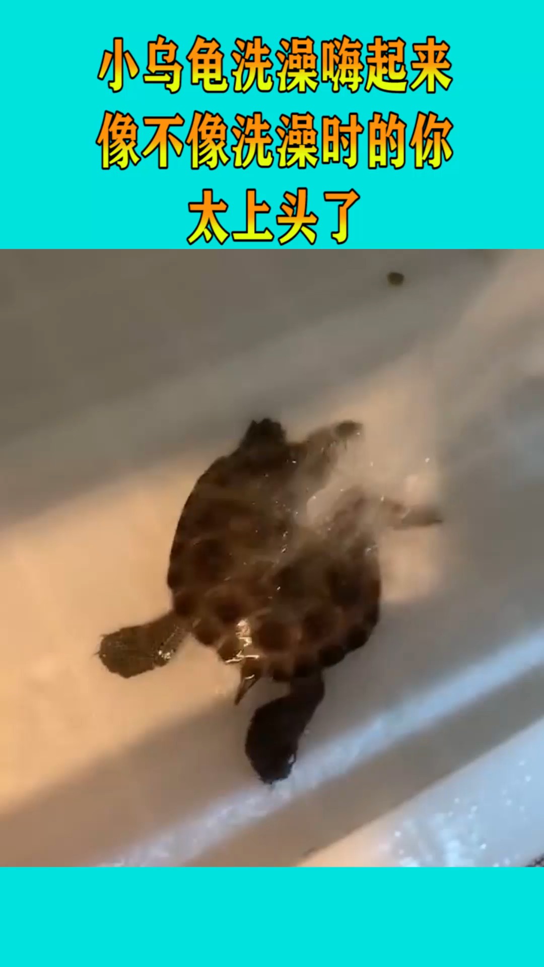 小乌龟洗澡嗨起来,像不像洗澡时的你,太上头了!