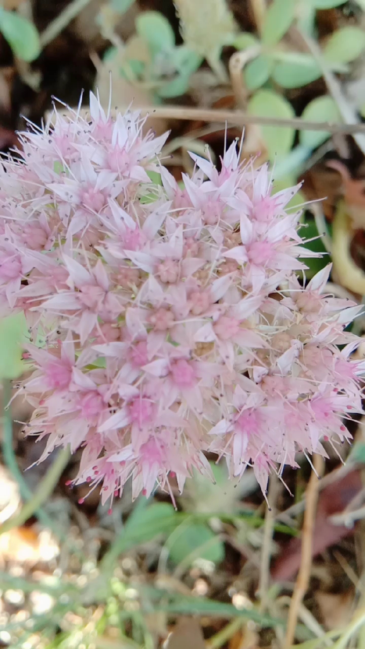 清新淡雅的景天花!