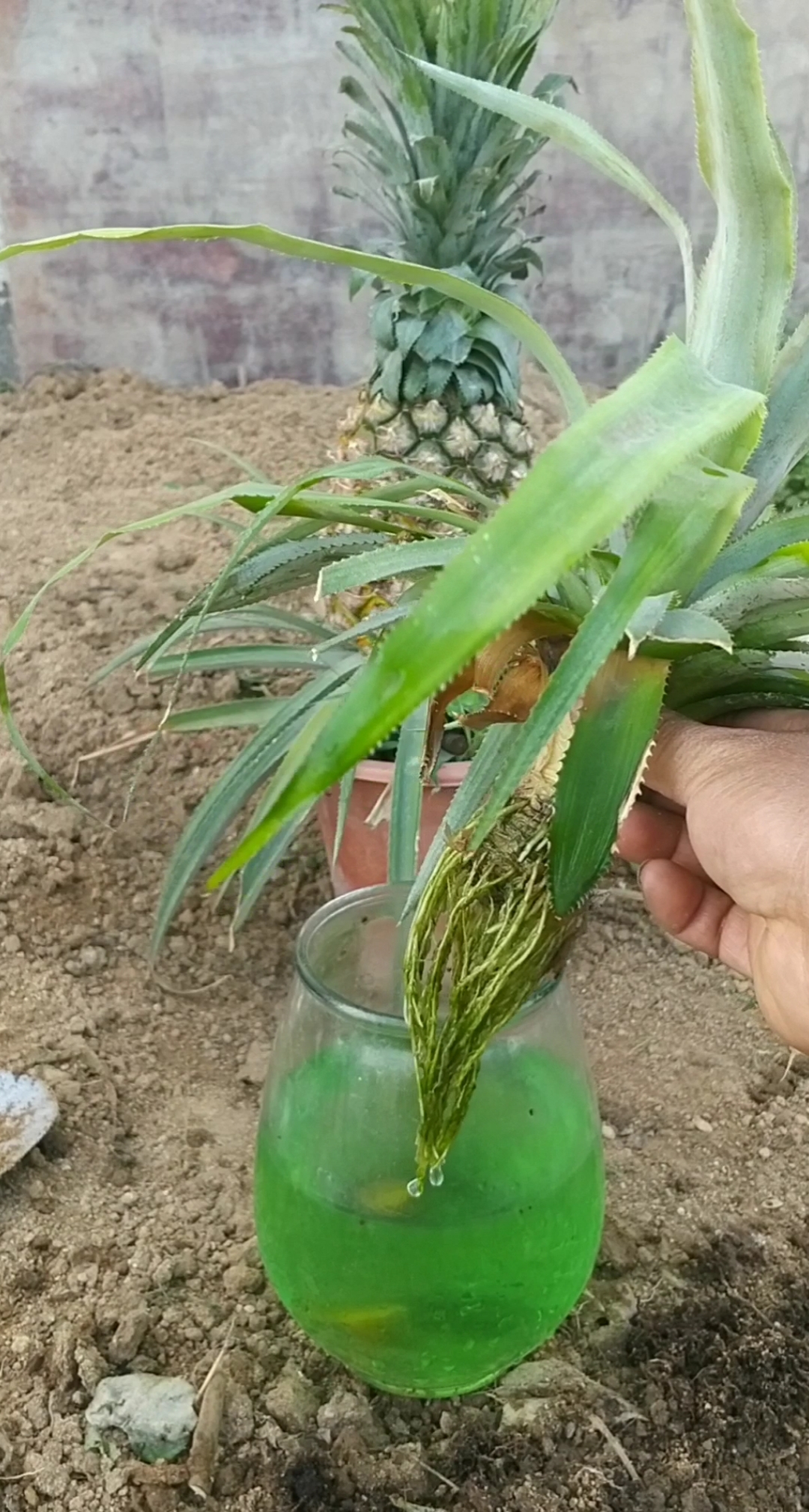 菠萝繁殖技巧
