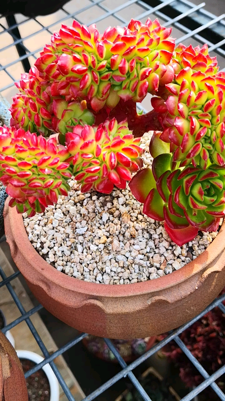 有一种可爱叫多肉!#火焰蒂亚缀化小老桩,这个造型很有范!