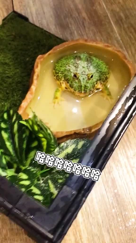 喜欢吃抹茶蛋糕的报上名来宠物家有萌宠爬宠钟角蛙可爱蛙