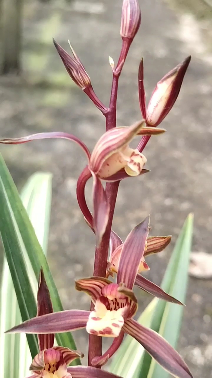 新年新气象#兰花墨兰天女,兰花种植,兰花草,兰花花,高档铭品兰花