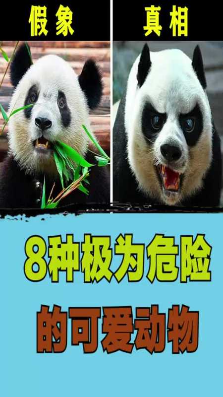 动物世界8种极为危险的可爱动物