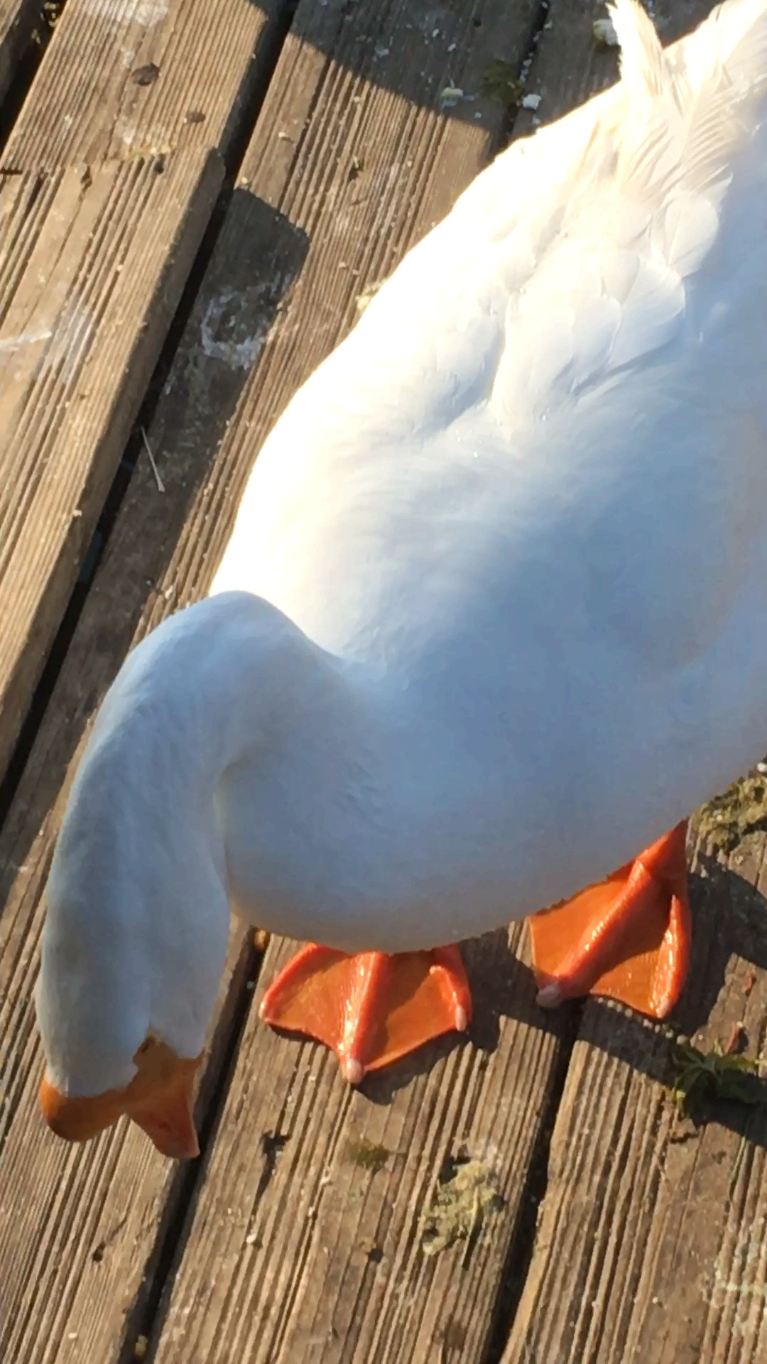 搞笑段子剧#白白的大鹅 低头想事