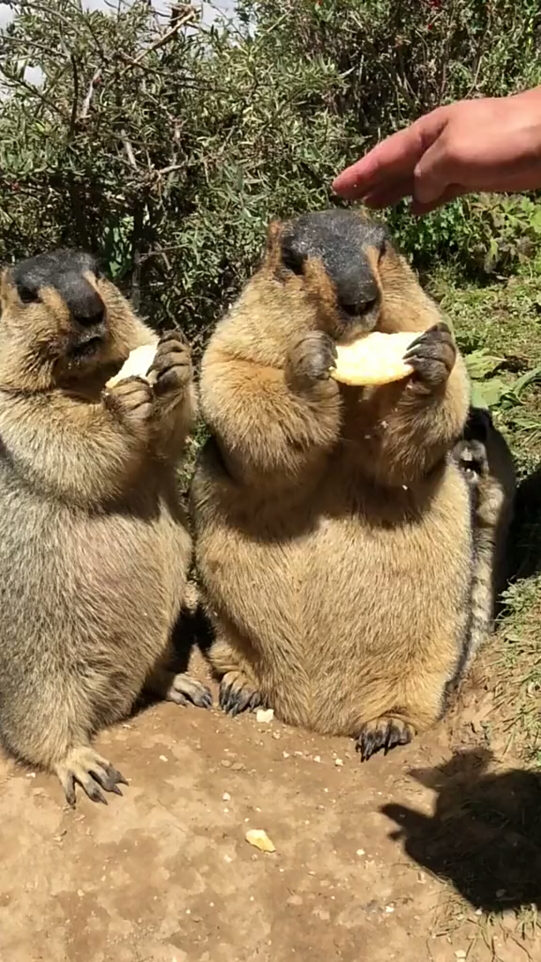 内蒙古的土拨鼠吃东西好可爱呦,吃的这个香.