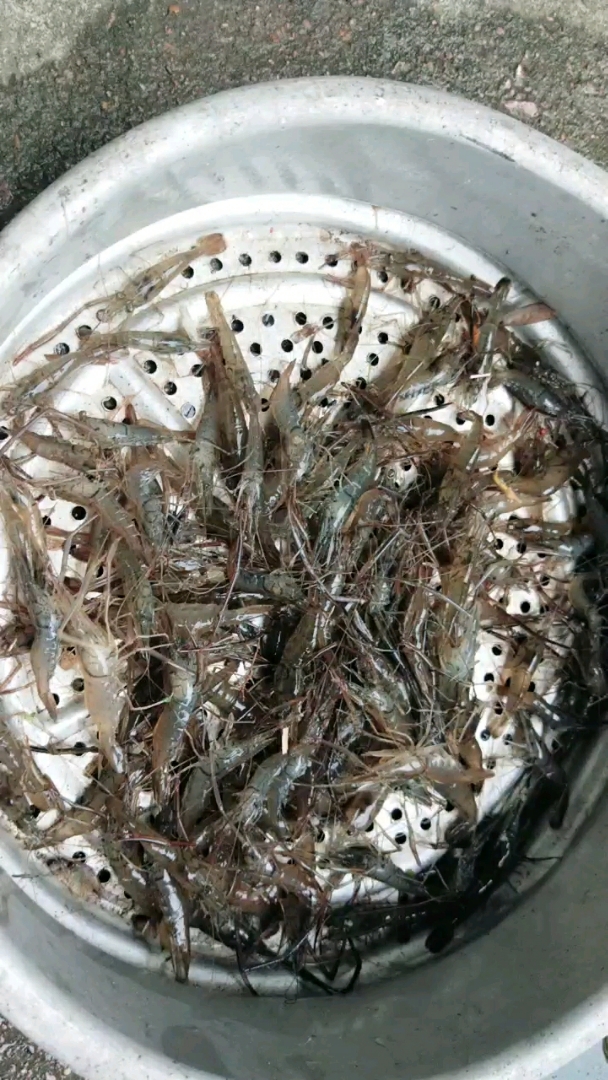 到底是天冷了,虾小了.大家关注我,请你们吃野生草虾