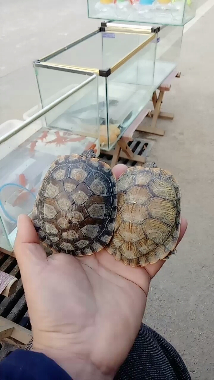 谁能分辨出左右哪边是错甲龟!同一种您喜欢那一个?谢谢支持!