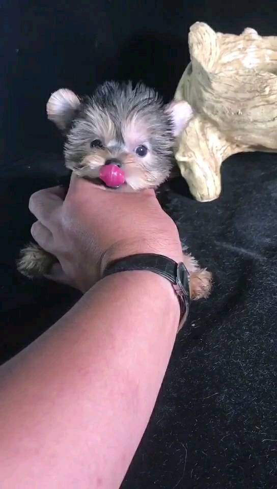 米奇耳朵约克夏