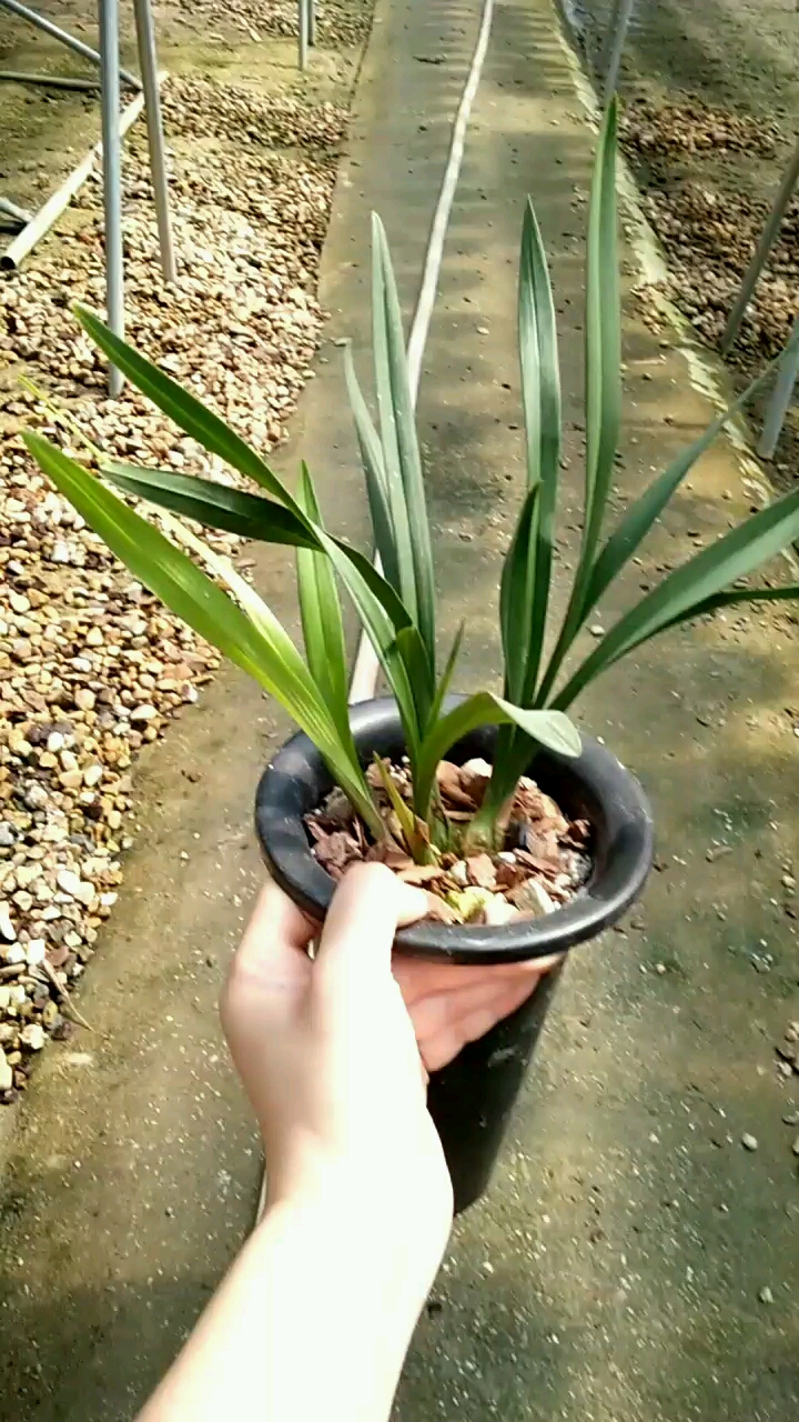 爱的魔力转圈圈#罗汉荷建兰荷瓣5苗