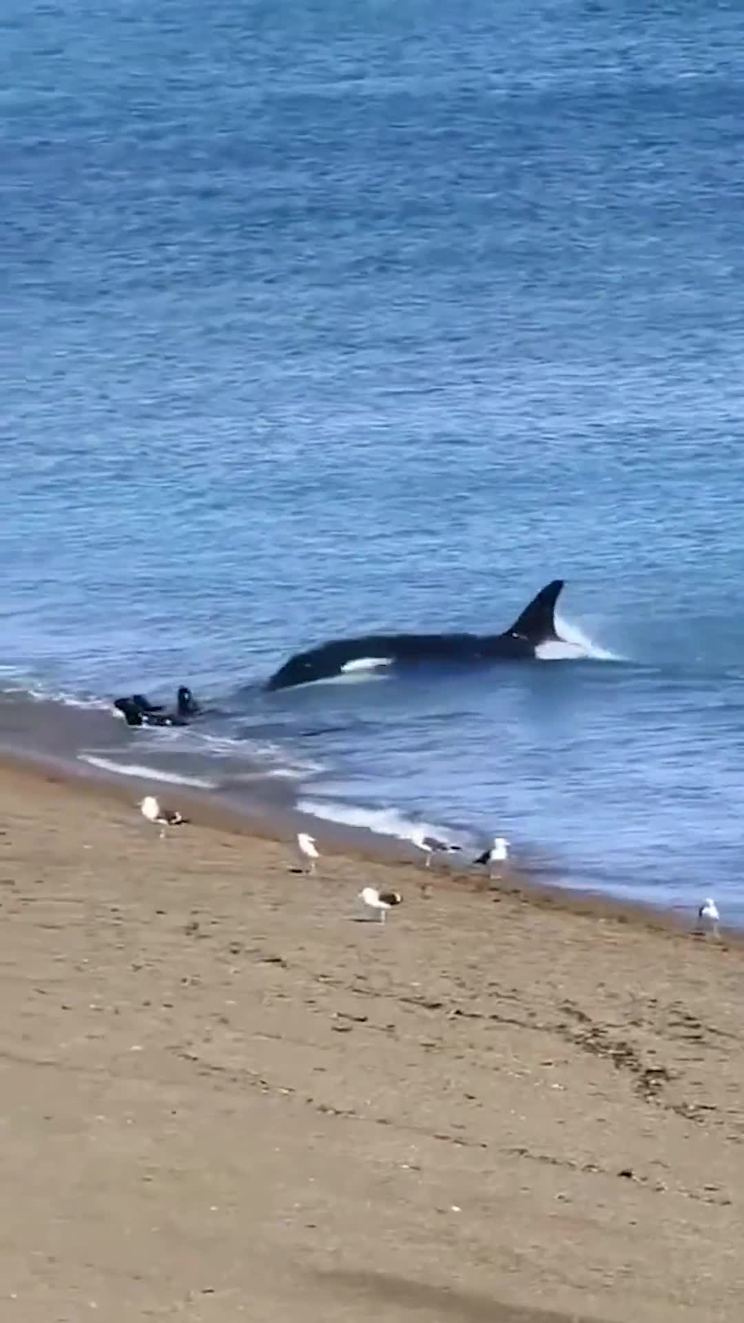 海洋虎鲸猎杀海豹