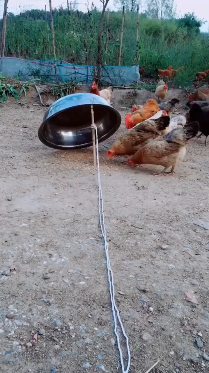 本以为是王者,没想到是青铜,这个抓鸡得方法,没有技巧不行