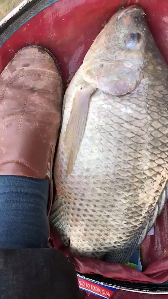 搞笑段子剧#大小的的罗非鱼.牛逼的不要不要的.