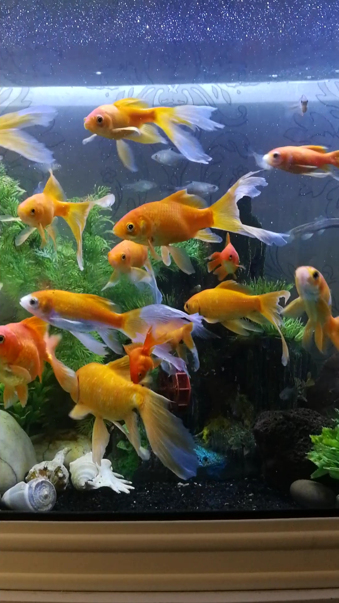 鱼鱼一家子,大鱼小鱼