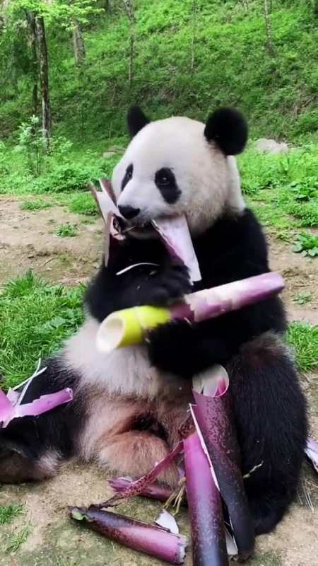 大熊猫丹丹图片