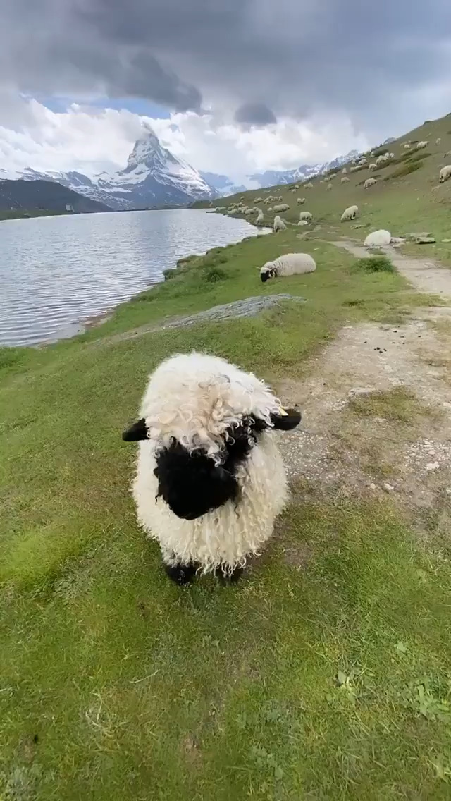 瑞士黑绵羊图片