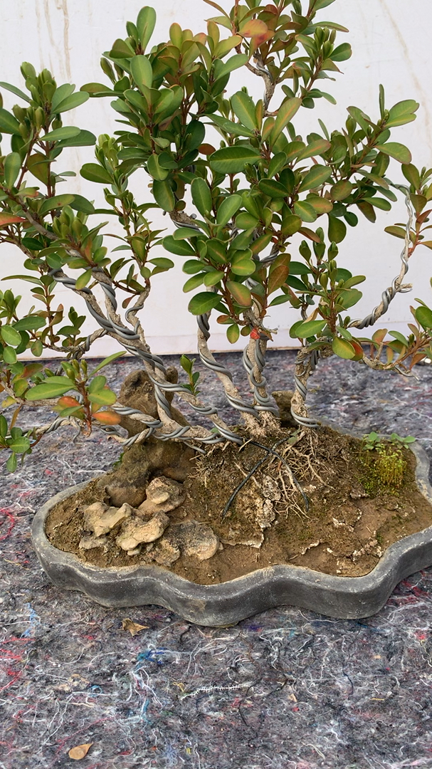 民间艺术#分享一颗丛林式黄杨