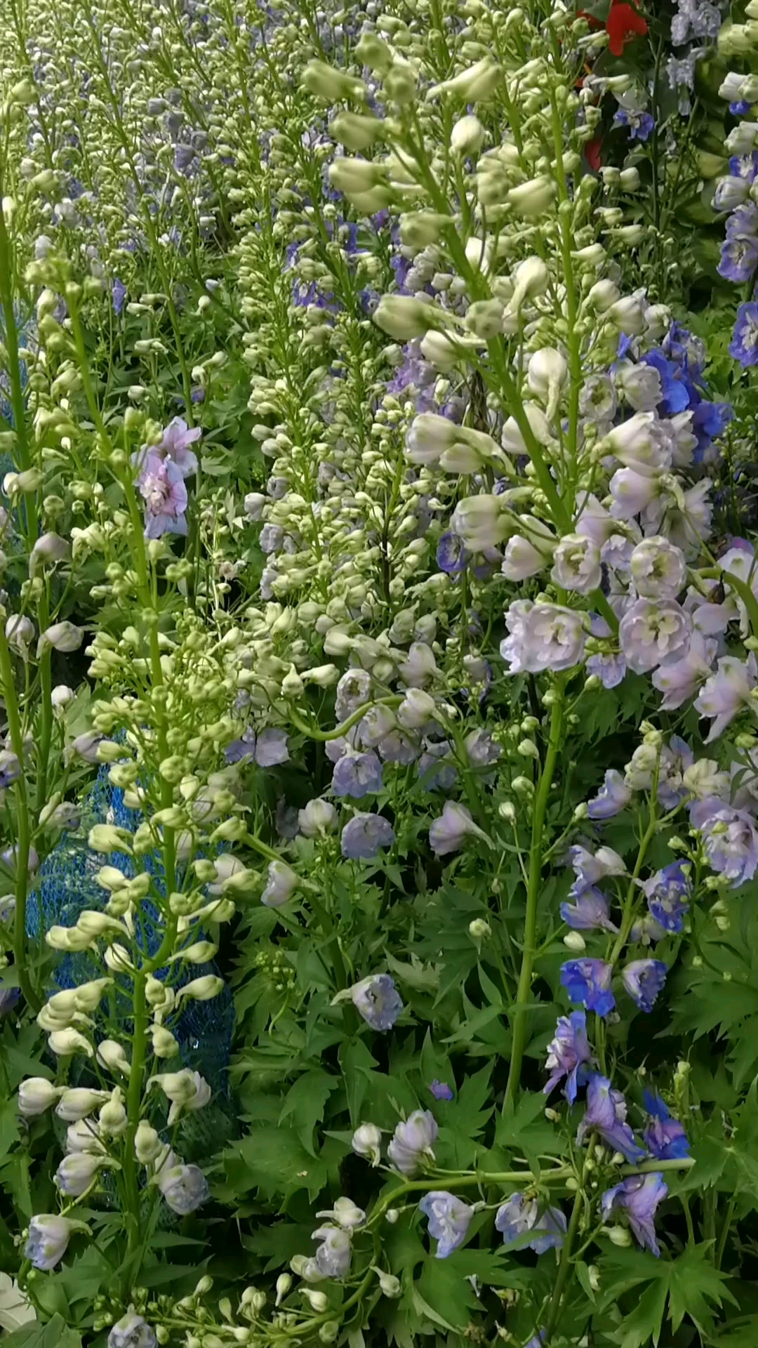 飞燕草 花语:花语: 清明,正义,自由-度小视