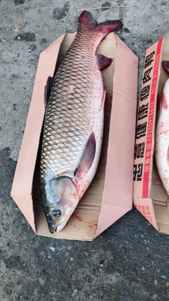 这条鱼好大哦!有20多斤